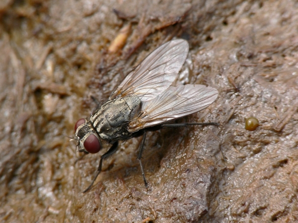 Photo of Musca domestica by Ralph Underwood
